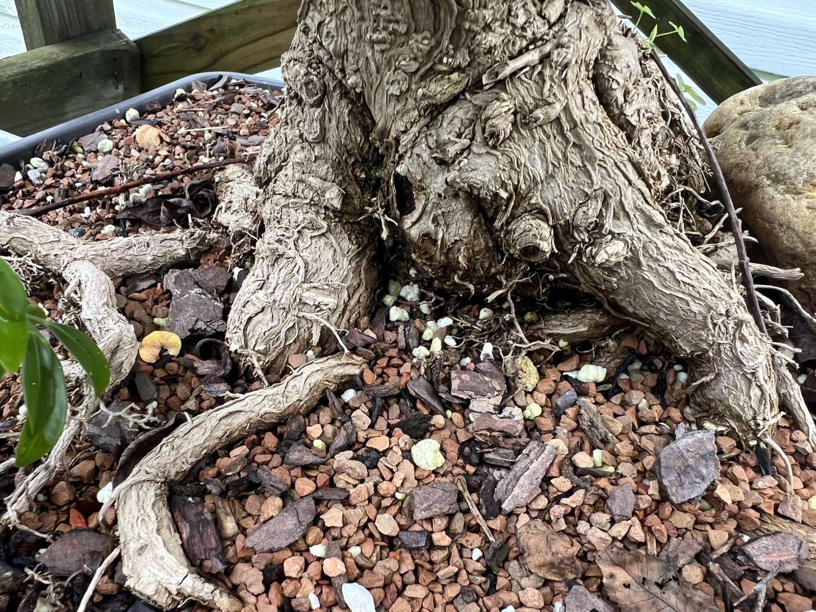 Old Ginkgo Biloba Bonsai Tree 。 Over 25 Years Old。 really Nice Movement And Base Old Ginkgo Biloba Bonsai Tree 。 Over 25 Years Old。 really Nice Movement And Base
