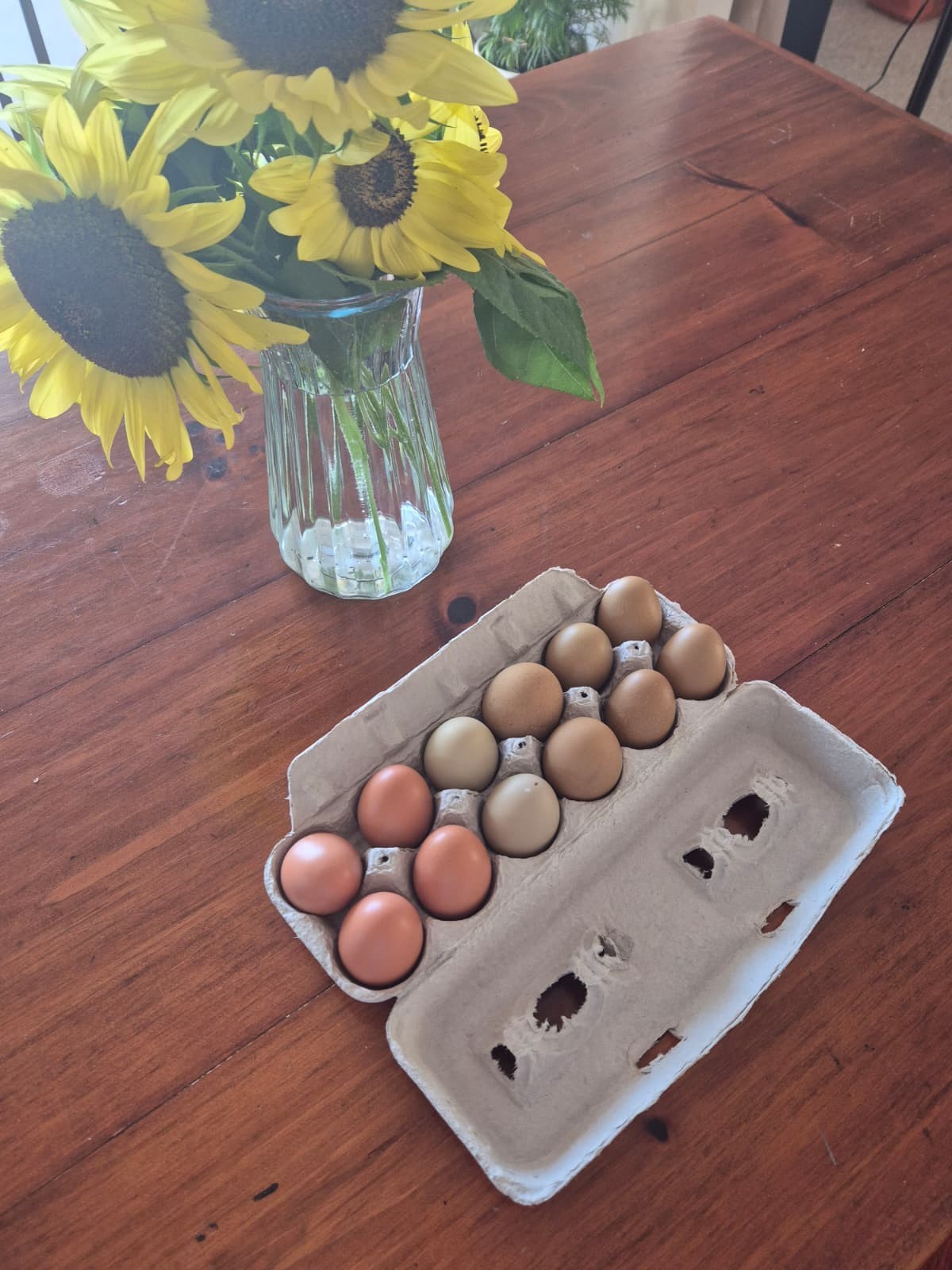 WEEKEND SPECIAL COLORFUL MIX - Olive Egger Hatching Eggs - pack of 12 WEEKEND SPECIAL COLORFUL MIX - Olive Egger Hatching Eggs - pack of 12