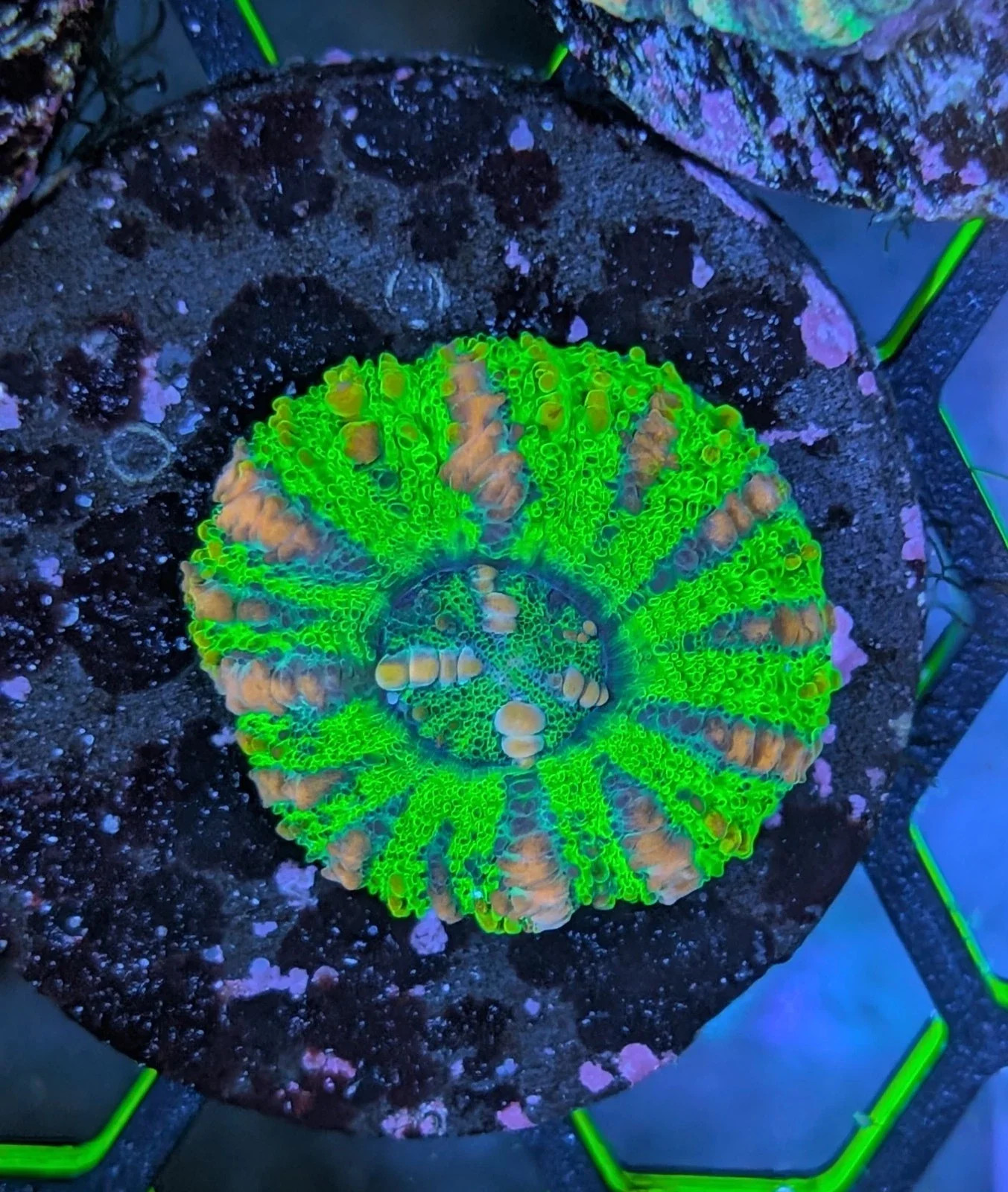 Ultra Fluorescent Lime Green Button Scoly | WYSIWYG Aquaculture Live Coral