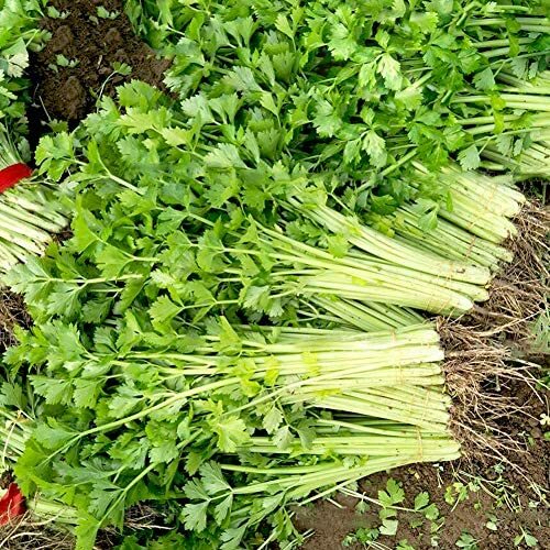 Chinese Light Green Celery Seeds | Heirloom / Non-GMO |  | 1115