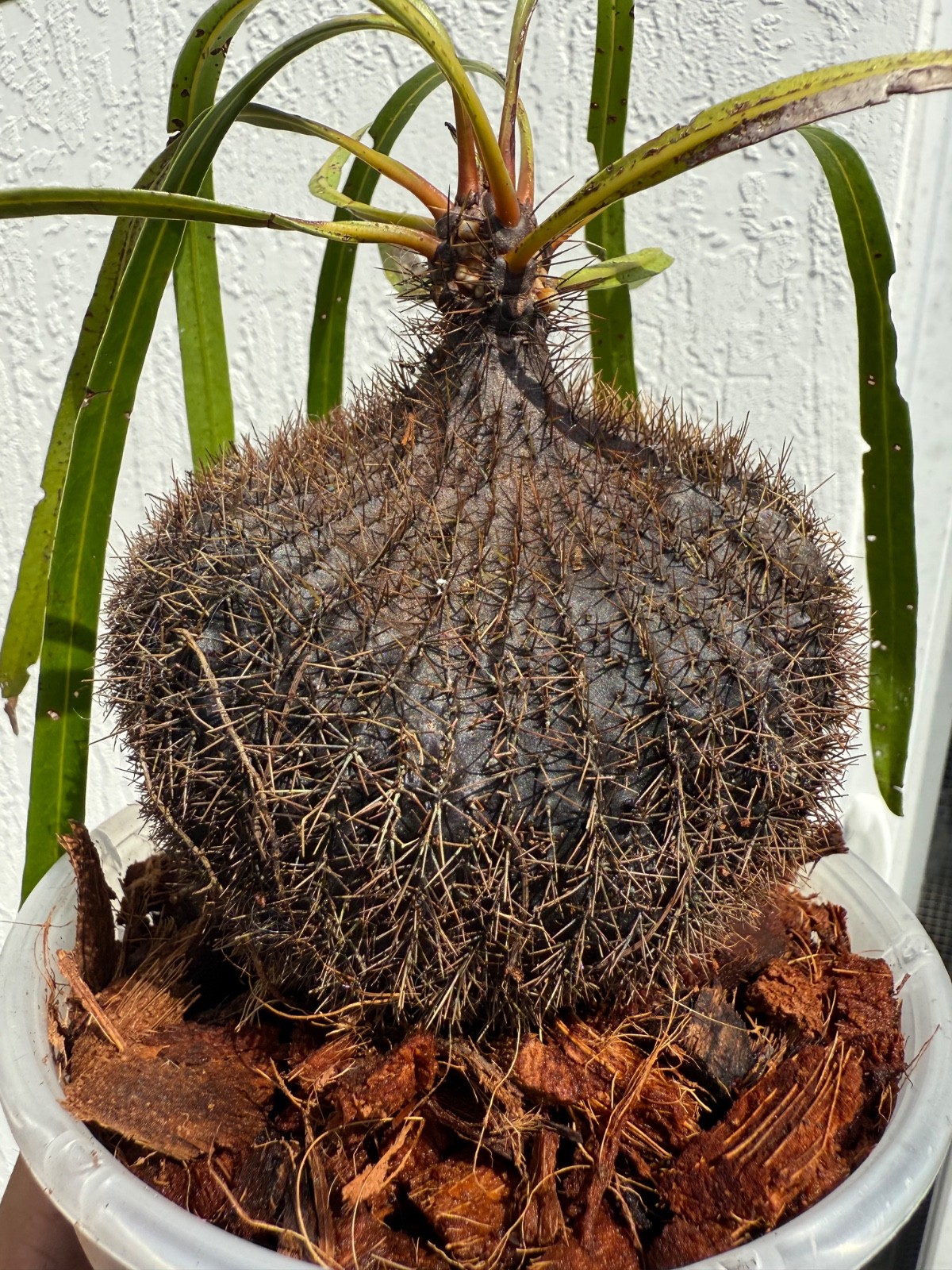 Ant Plant Myrmecodia Archboldiana Extremely Rare nice caudex  US Seller🇺🇸