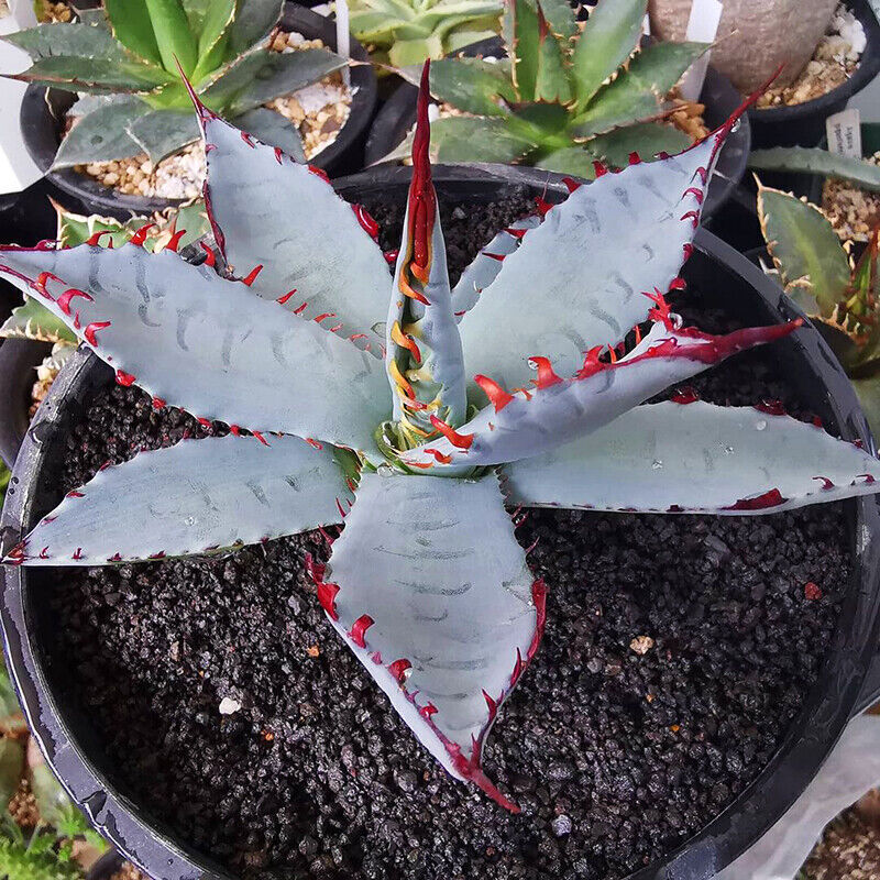 Agave Sp.Kutsugen-no-Maiougi Succulent Agave  Plant Beautiful Plant 10-15CM