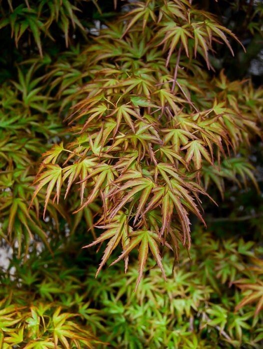 Kamagata Dwarf Japanese Maple Tree - Live Plant - ( 2.5 QT )