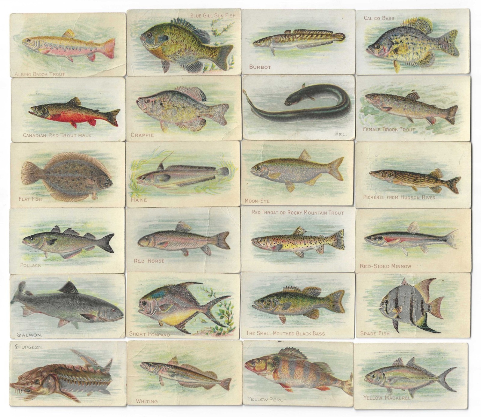 c1910\'s T58 Piedmont Tobacco Cards - Fish Series - 24 Different - Buy 1 or All