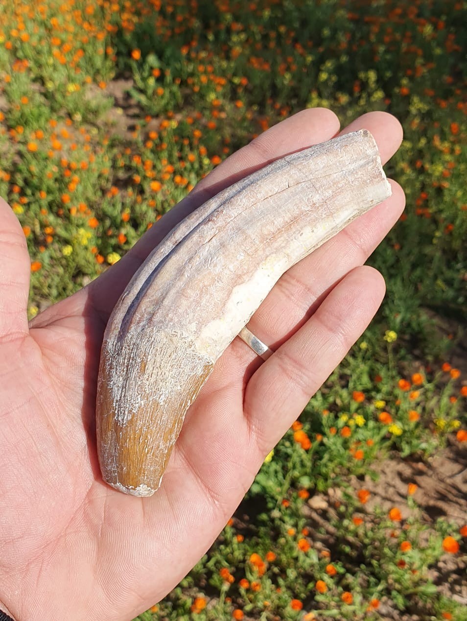 Huge Awesome Basilosaurus Teeth Fossilized Paleocene Morocco From Boujdour