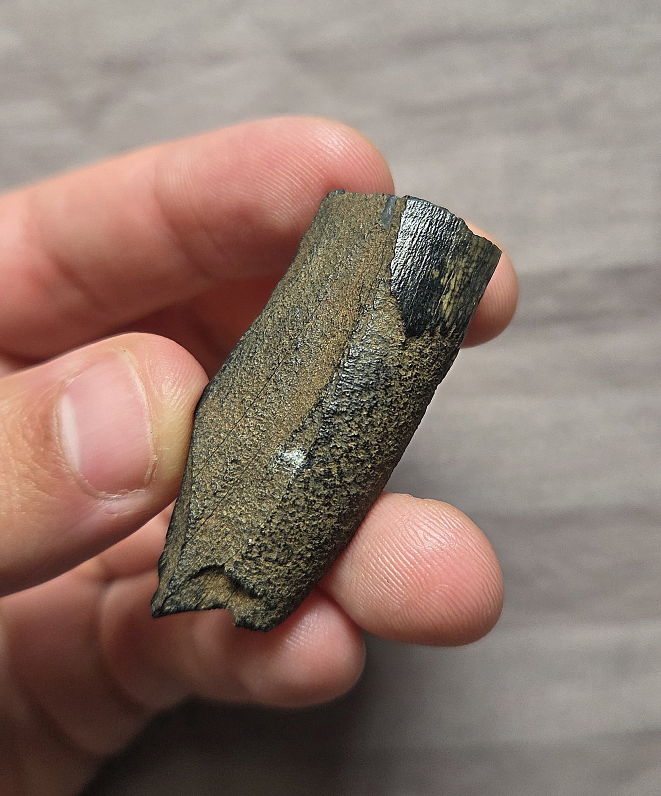 Ultra Rare Partial Smilodon Fatalis Saber Part Mammal Tooth Cat Fossil Florida