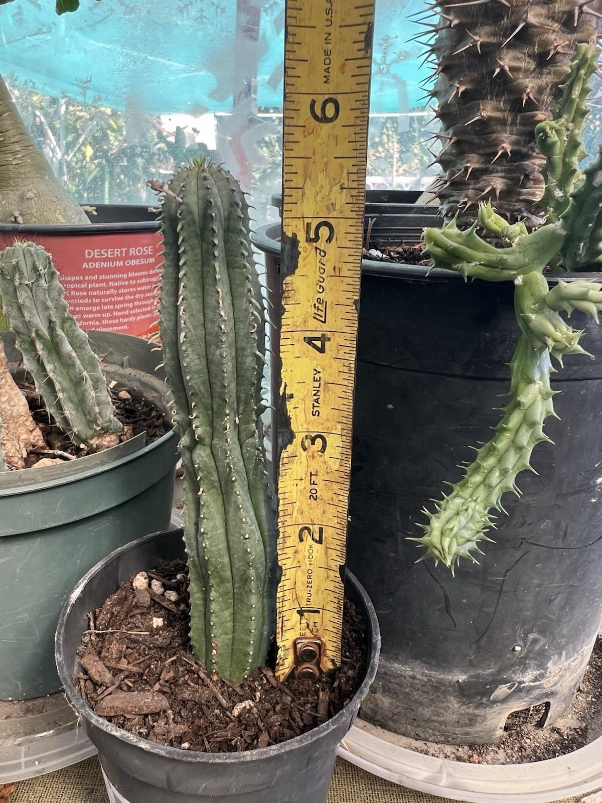 Euphorbia Infausta 5'5 to 6 inch Long. Euphorbia Infausta 5'5 to 6 inch Long.