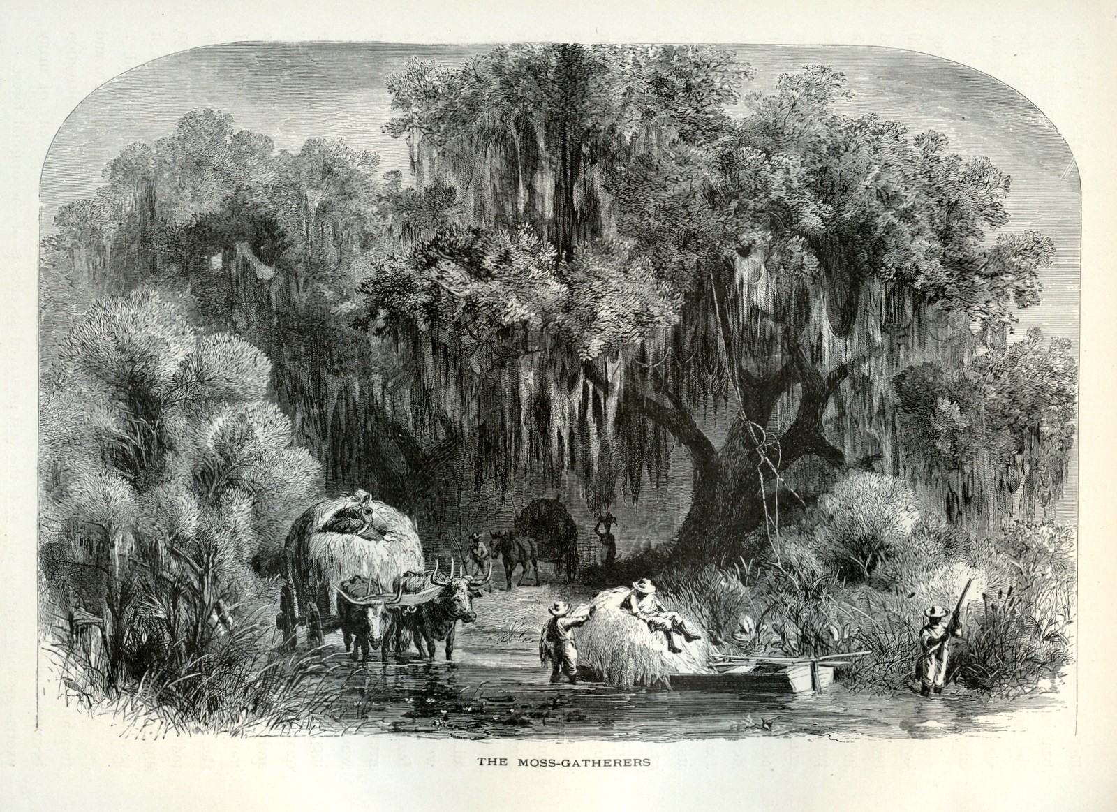 Louisiana Bayou Antique 1872 Engraving – The Moss-Gatherers Scene