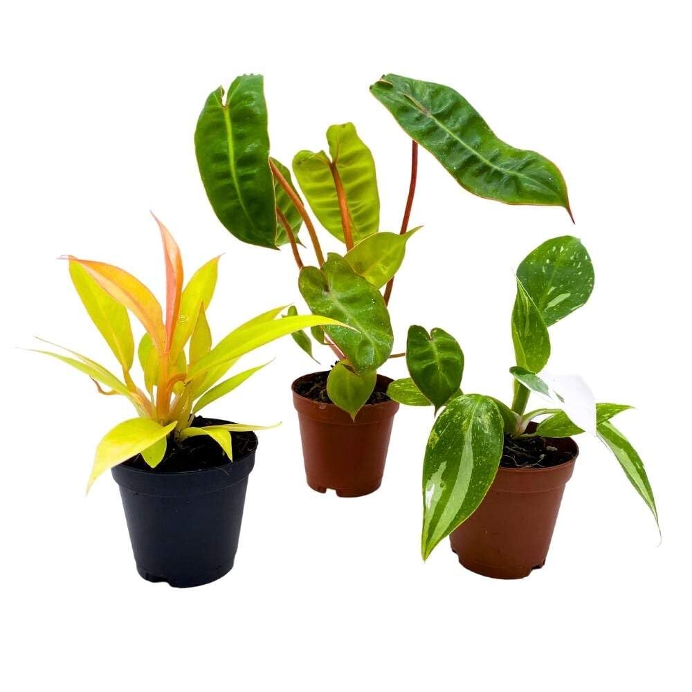 Rare Philodendron Assortment, 2 inch Set of 3, Very Rare Philo Set Growers Choic Rare Philodendron Assortment, 2 inch Set of 3, Very Rare Philo Set Growers Choic