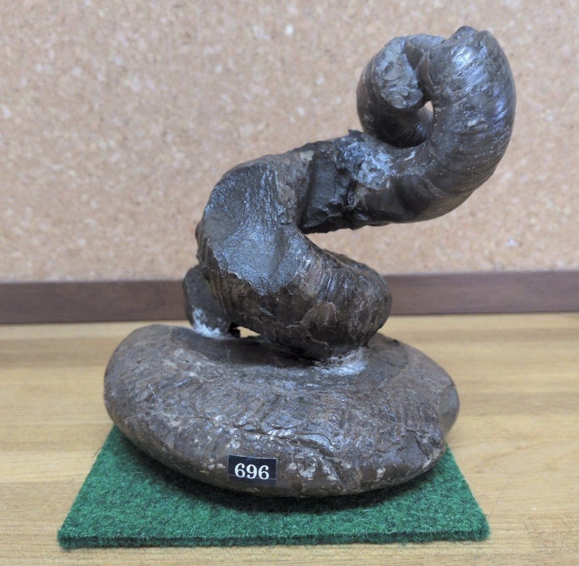 Rare Japanese Heteromorph Ammonite Fossil Hokkaido Cretaceous Japan