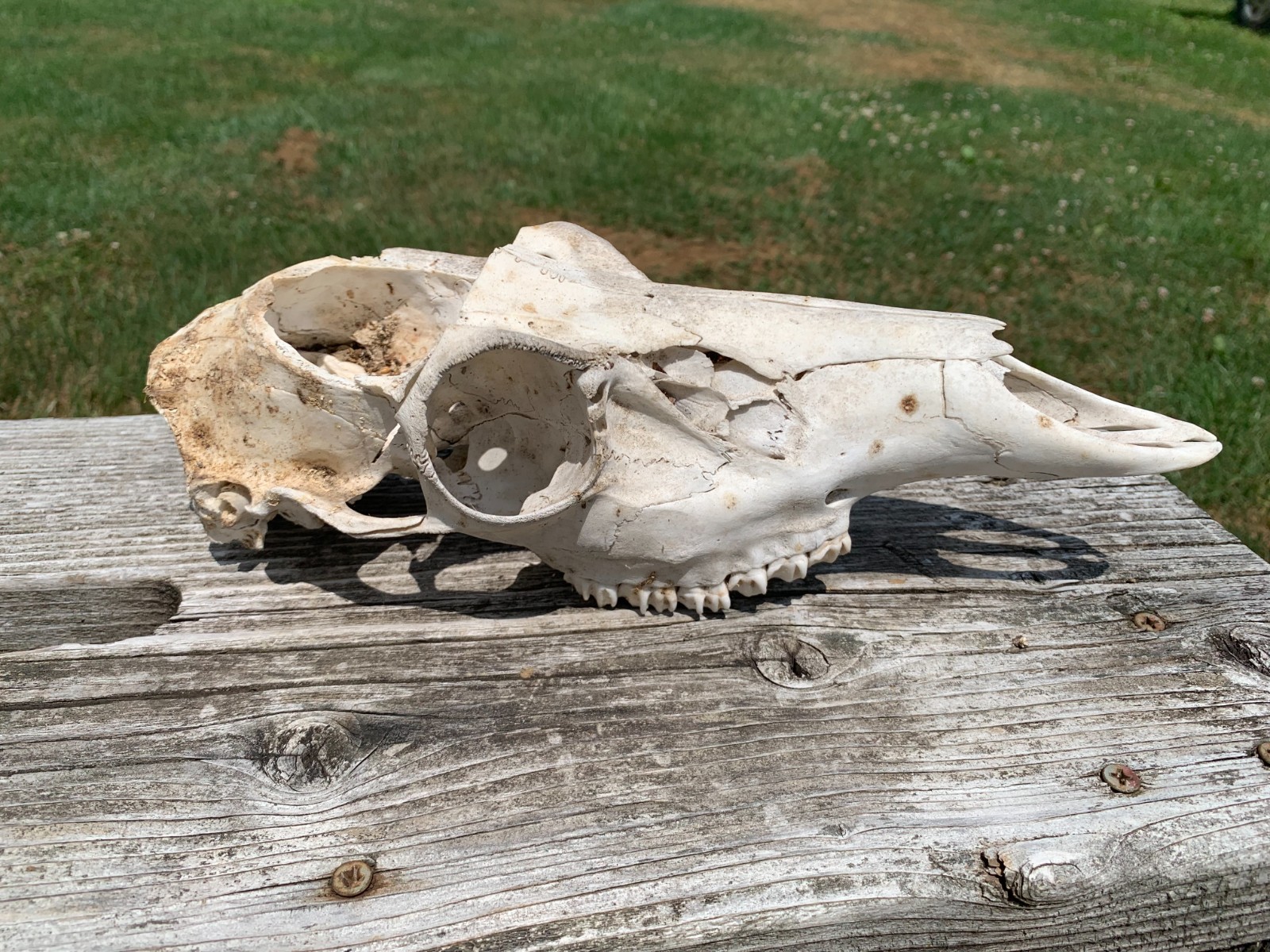 White Bone whitetail Deer Skull Gothic Creepy Skeleton Western decor White Bone whitetail Deer Skull Gothic Creepy Skeleton Western decor