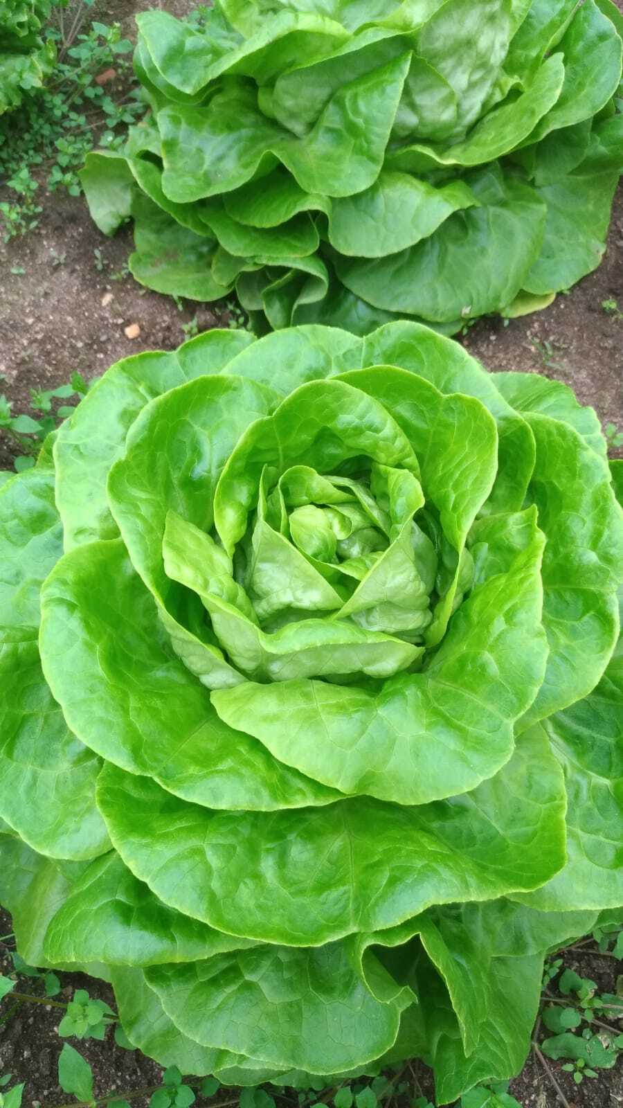 Salad seёds, 2500 rare seёds Salad Lettuce Vitamin, Heirloom organic-922+TRACK №