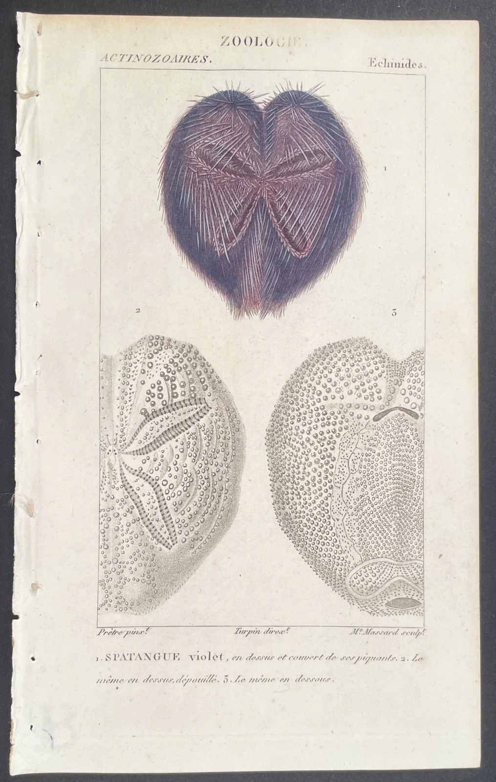 Turpin 1816 Antique hand-colored print: Purple heart sea urchin, zoology