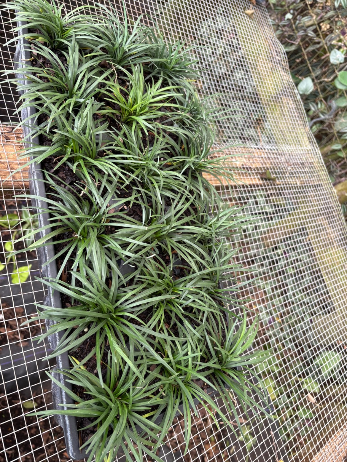 dwarf mondo grass 18pc dwarf mondo grass 18pc