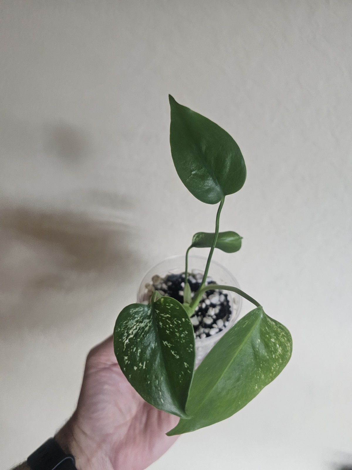 Monstera Devil Monster Live Plant Fully Rooted Monstera Devil Monster Live Plant Fully Rooted