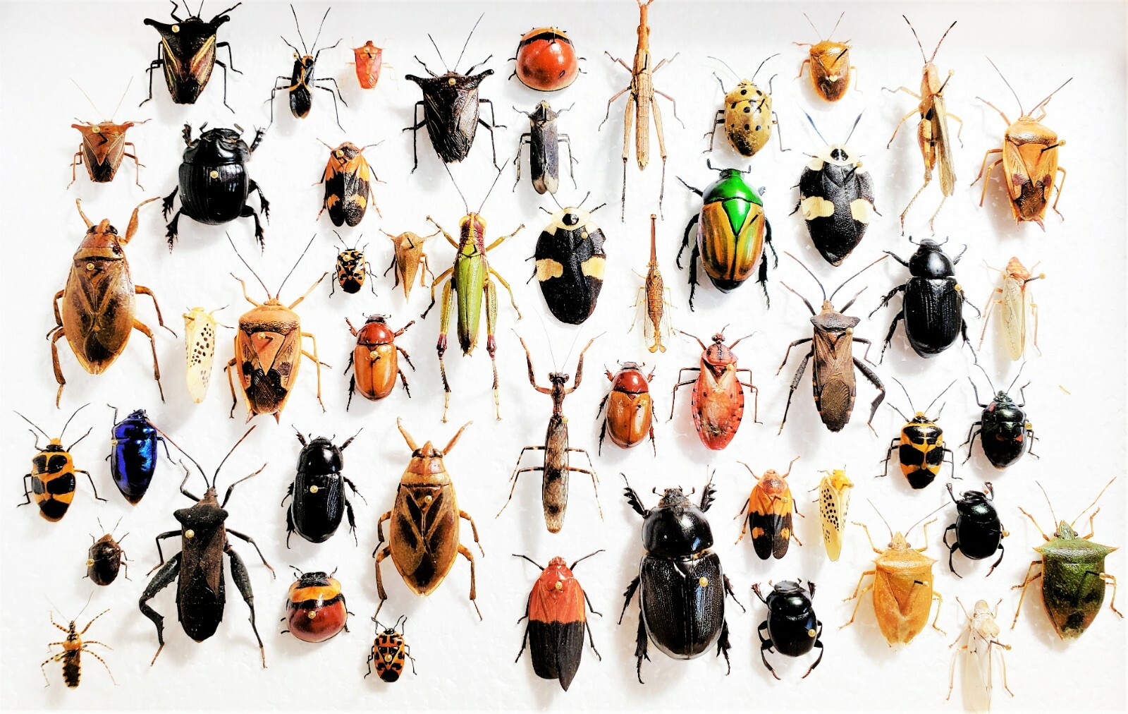 LOT OF 25 pieces mixed lot of assorted beetles bugs insects collection