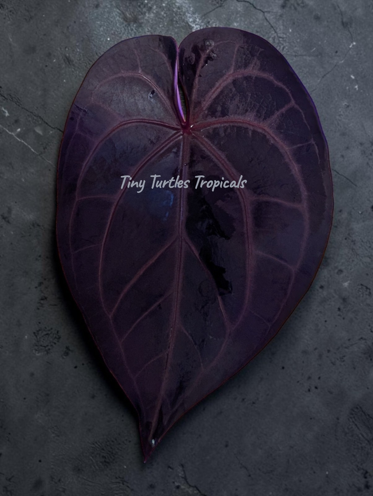 Anthurium Purple Crystal flowering mother offset EXACT United States