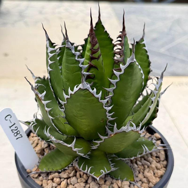 Agave horrida C‑1287, Bare‑root Agave horrida C‑1287, Bare‑root