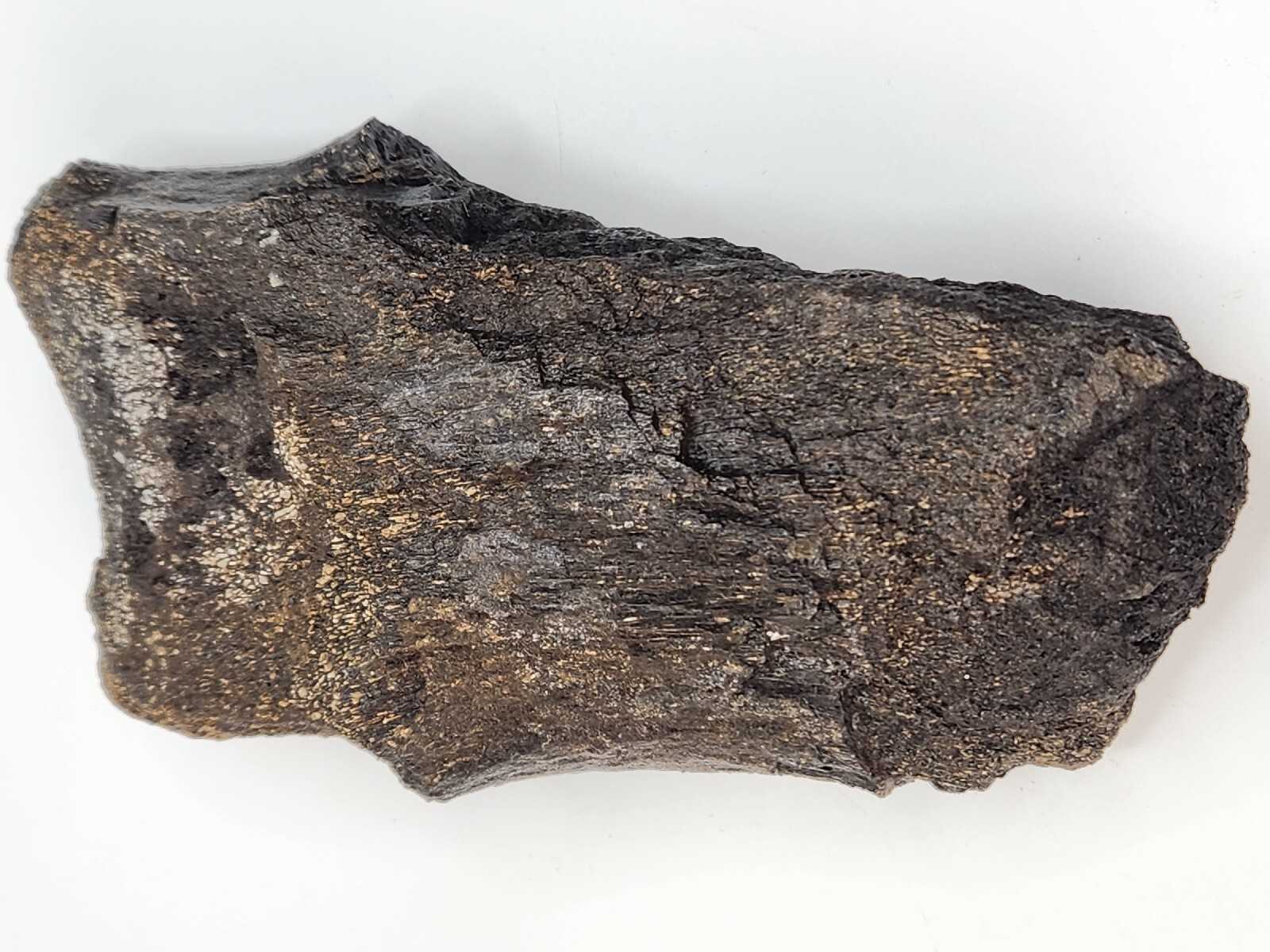 Sauropod Caudal Vertebra Fossil Personal Find - Morrison Fm. - Big Horn Co., WY