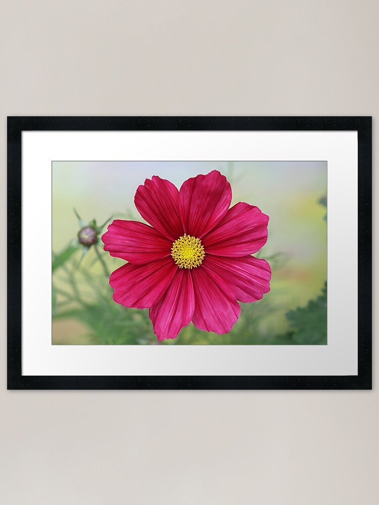 Cosmos Rubenza. Framed Art Print Framed Wall Art Poster Canvas Print Picture Cosmos Rubenza. Framed Art Print Framed Wall Art Poster Canvas Print Picture