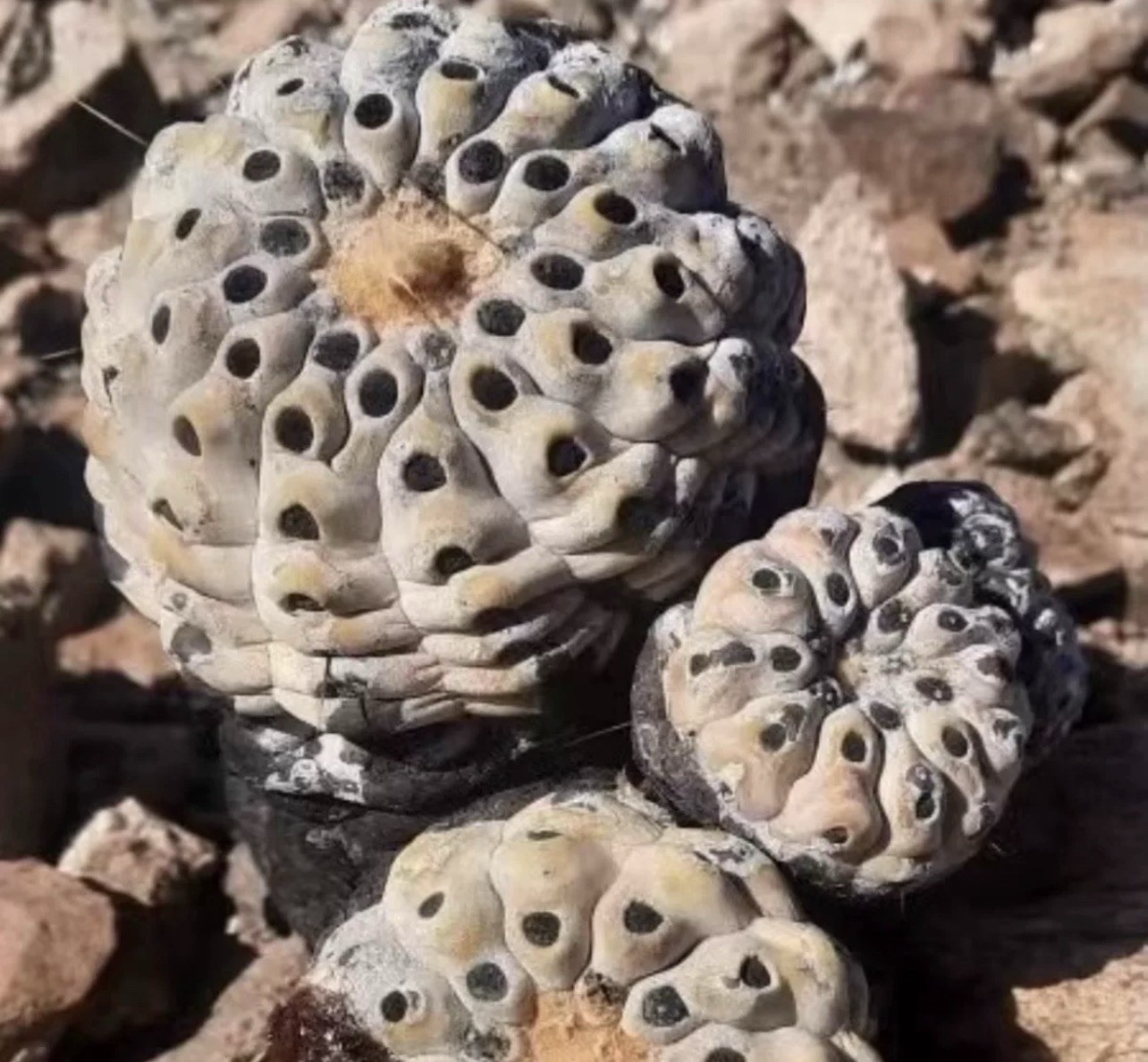 SeedGrown Spineless Copiapoa Cinerea SeedGrown Spineless Copiapoa Cinerea