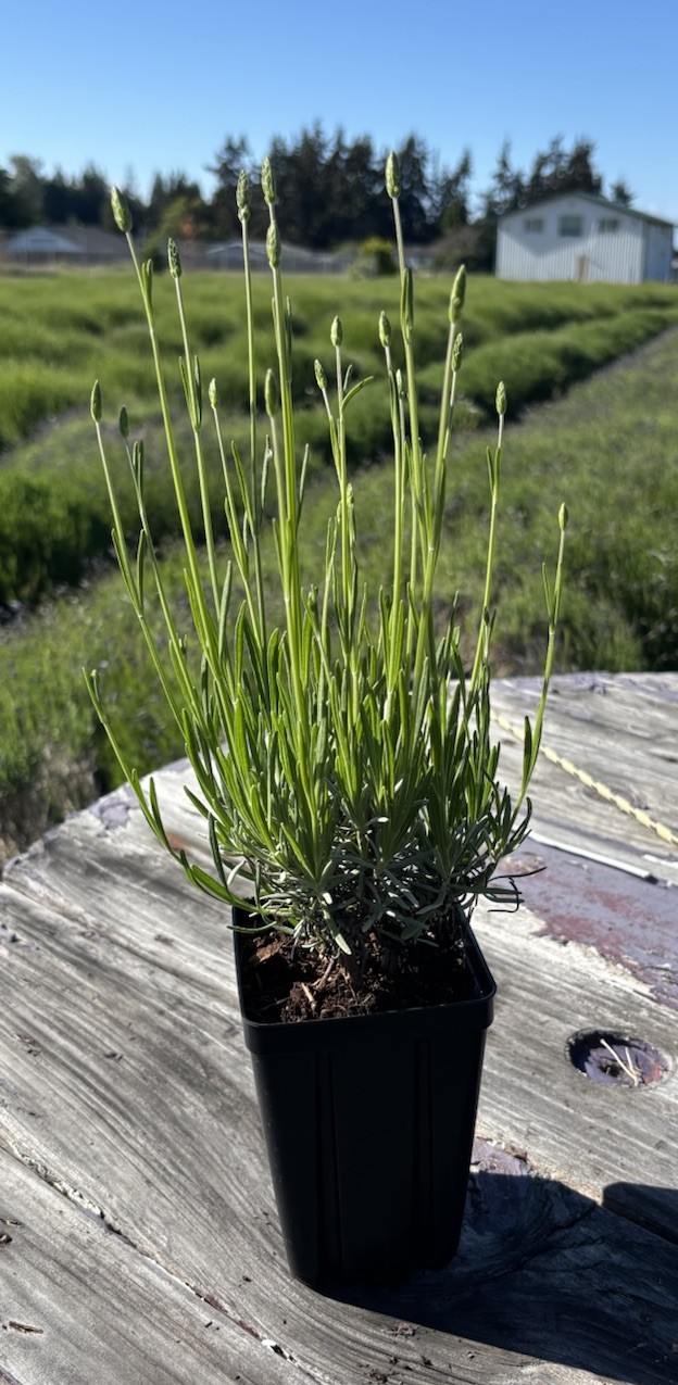Live Grosso Lavender Plant | 6\