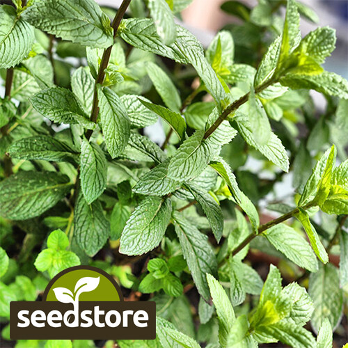 Peppermint Seeds | Heirloom / Non-GMO | | Herb Seeds | 1169 Peppermint Seeds | Heirloom / Non-GMO | | Herb Seeds | 1169