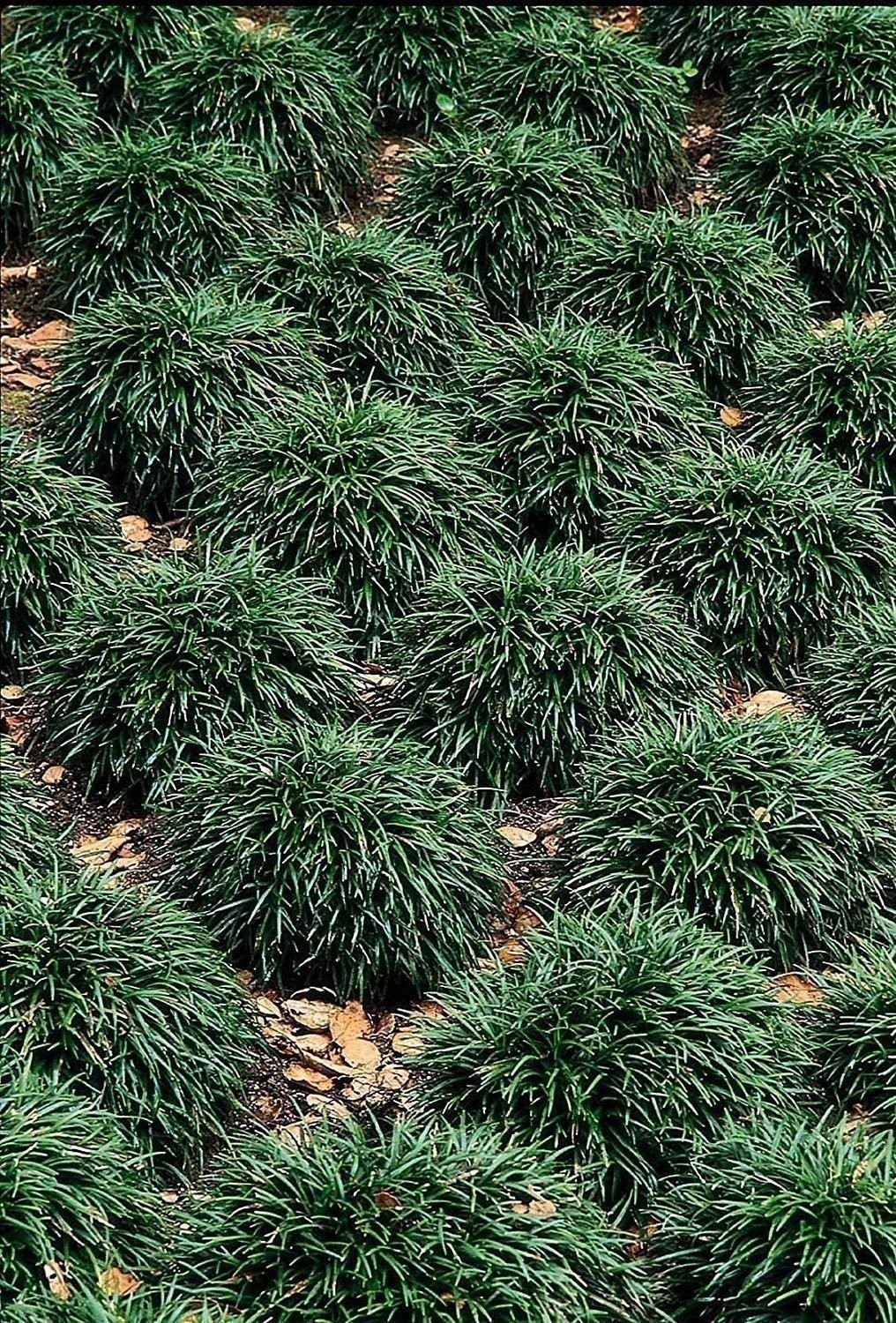 Mondo Dwarf Grass | 40 Live 2 Inch Plants | Ophiopogon japonicus | Ornamental Mondo Dwarf Grass | 40 Live 2 Inch Plants | Ophiopogon japonicus | Ornamental