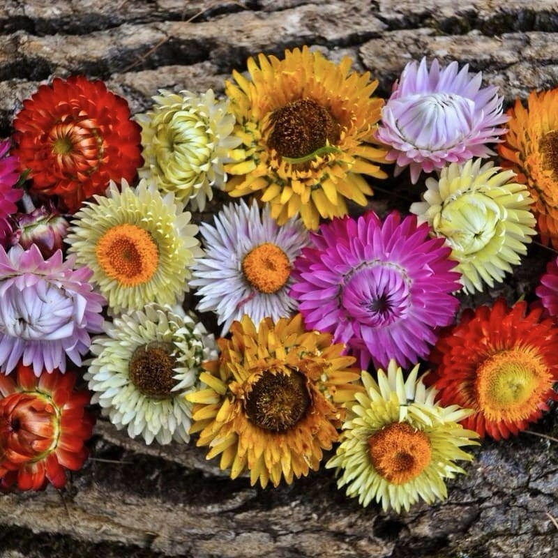 500+ STRAWFLOWER TALL Mixed Seeds - Cut Flowers 36\