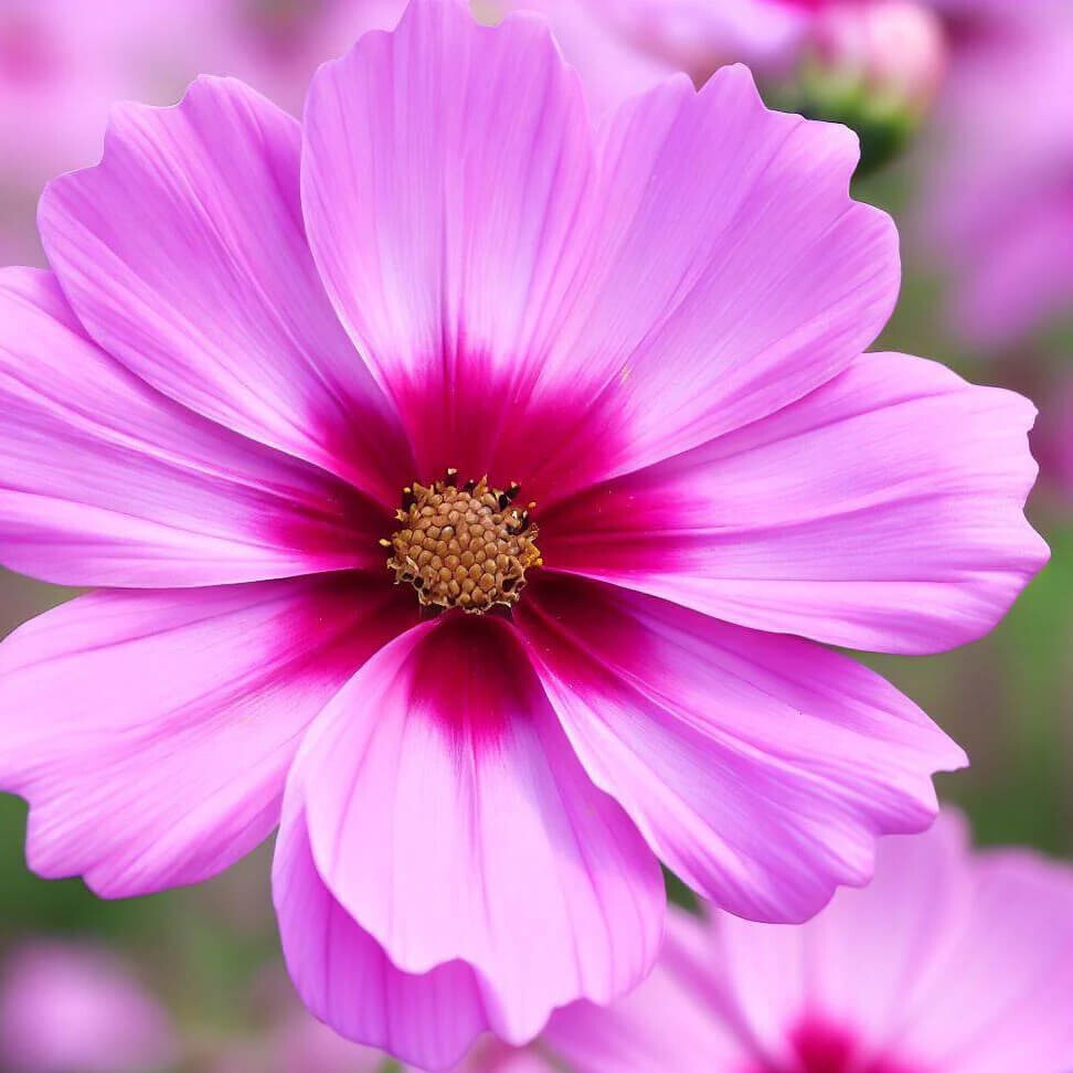 Gloria Cosmos Seeds | Non-GMO | | Seed Store | 1224 Gloria Cosmos Seeds | Non-GMO | | Seed Store | 1224