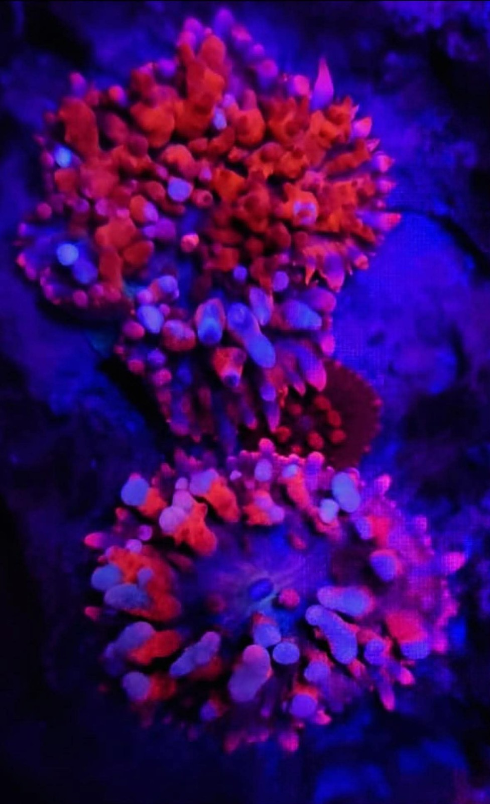 CB Flamethrower Bounce Mushroom – Ultra Rare Cornbred Coral – Live Reef