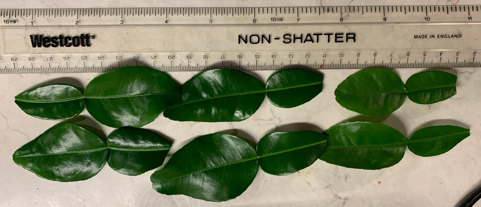 10 Kaffir Lime Leaves, FRESH (Citrus Hystrix, Makrut or Thai Lime) (6 pictured)