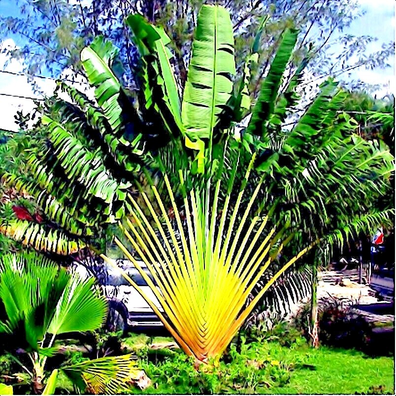 TRAVELERS PALM TREE SEEDS (Ravenala madagascariensis) Bird of Paradise Plant TRAVELERS PALM TREE SEEDS (Ravenala madagascariensis) Bird of Paradise Plant