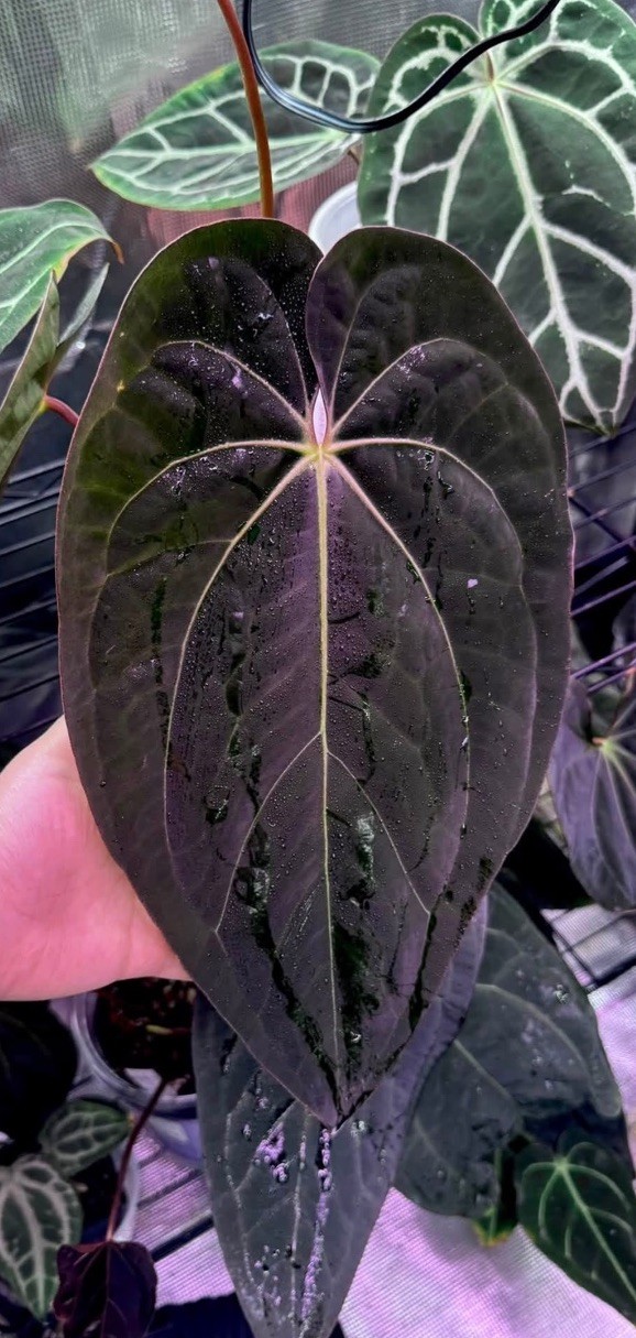 Anthurium Hybrid Seedling Potted Plant Pap LLB x Carla / Forgetii x Carla 1 pk Anthurium Hybrid Seedling Potted Plant Pap LLB x Carla / Forgetii x Carla 1 pk