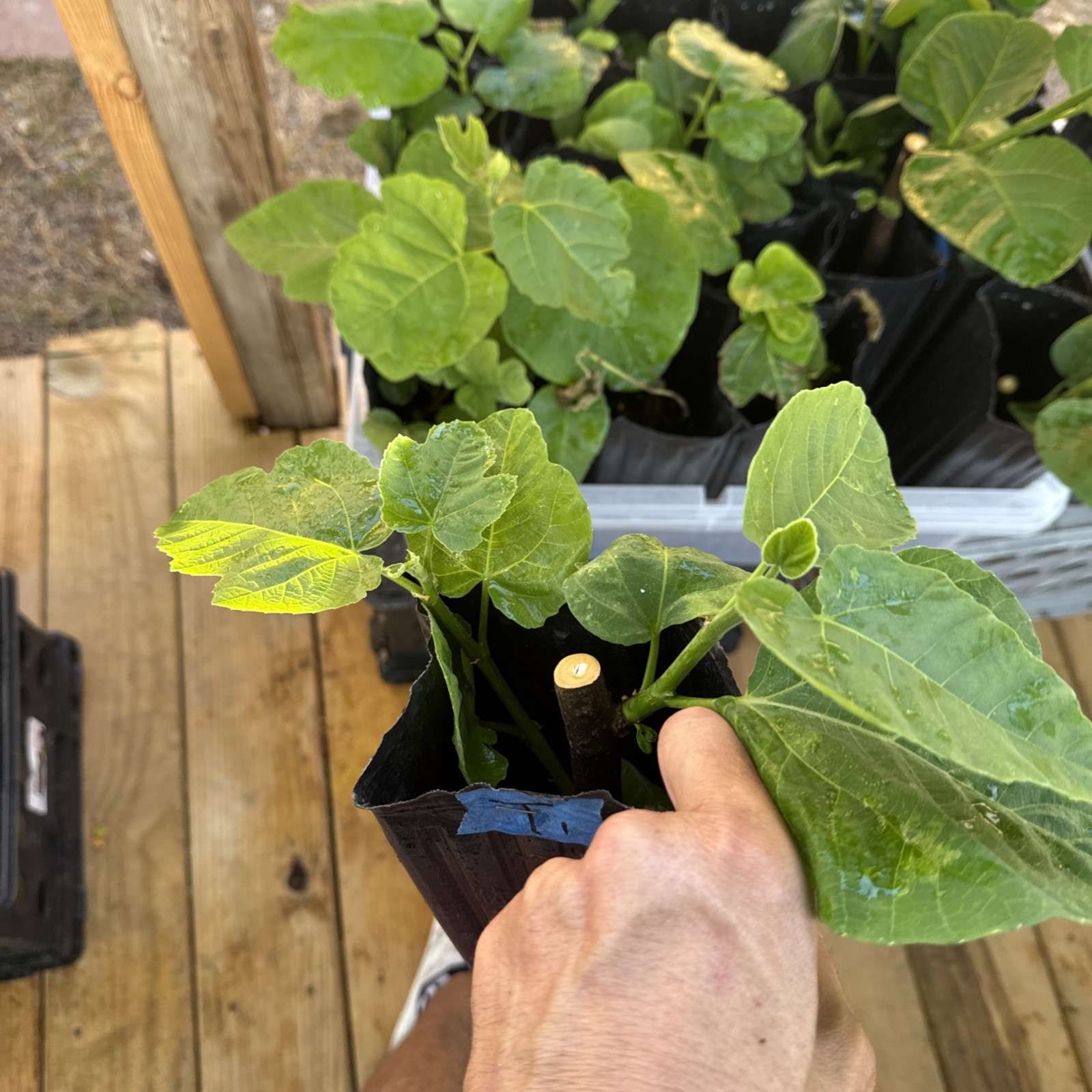 One LSU Tiger Fig Tree YOUNG 