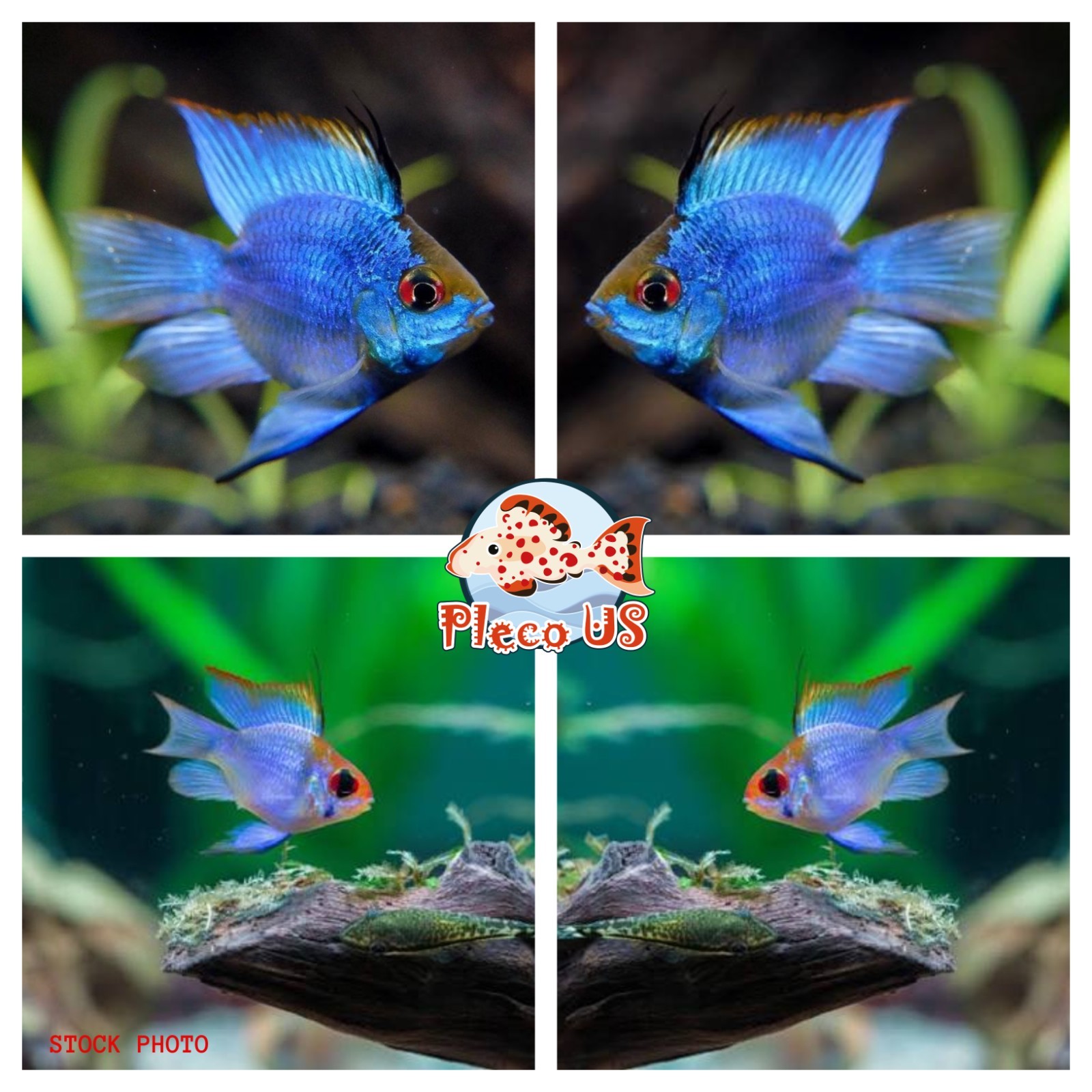 1 Trio - Cichlid Rams Short Body - Electric Blue Ram Cichlid - RARE FISH