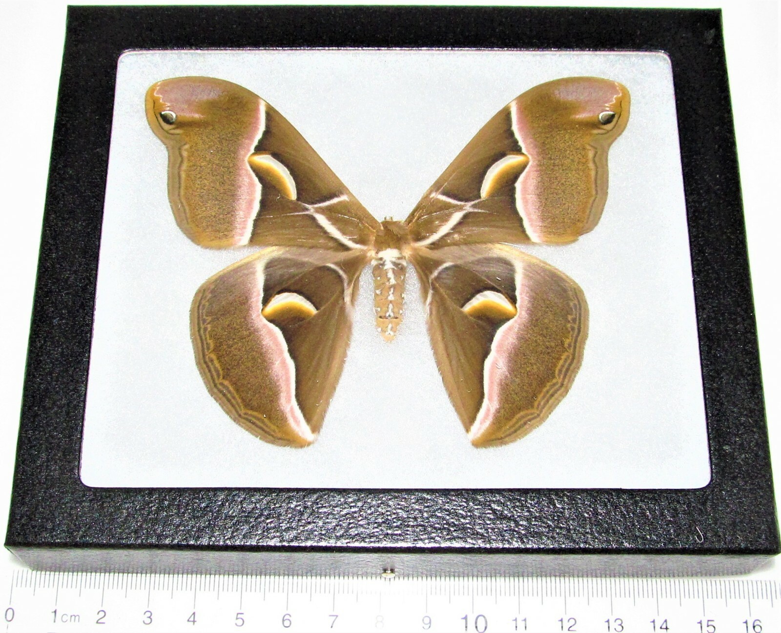 Samia cynthia REAL FRAMED SATURN MOTH PINK CHINA