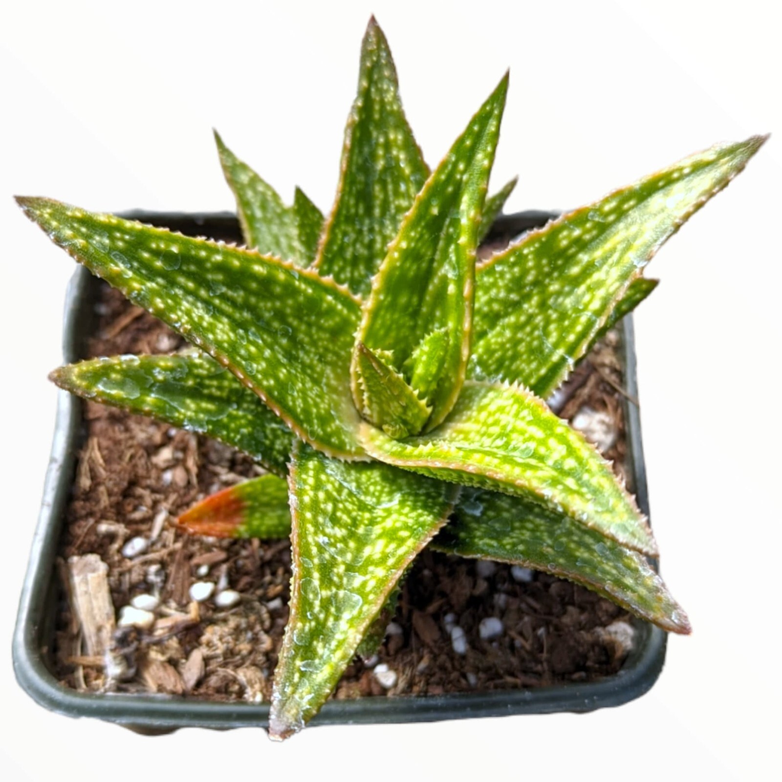 Gasteraloe \'Green Gold\' – 4in Bare Root Succulent, Drought-Tolerant Hybrid