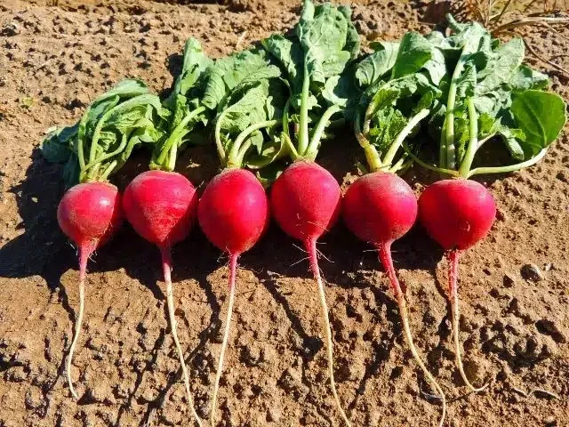 Crimson Giant Radish Seeds, NON-GMO 