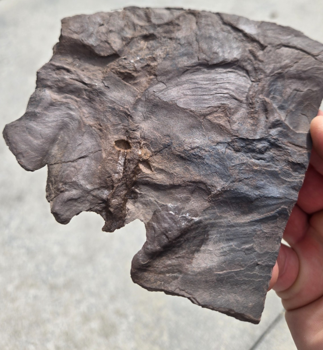Jurassic Dinosaur Footprint, Theropod Trace Fossil,  in the USA