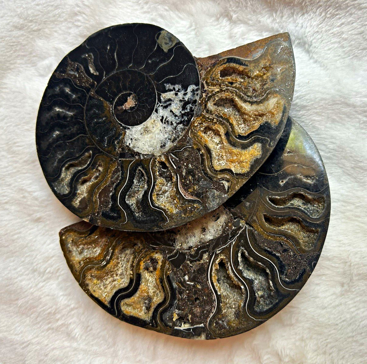 5” Polished Ammonite Fossil Matching Pair Crystal Chambers 1.34 LB