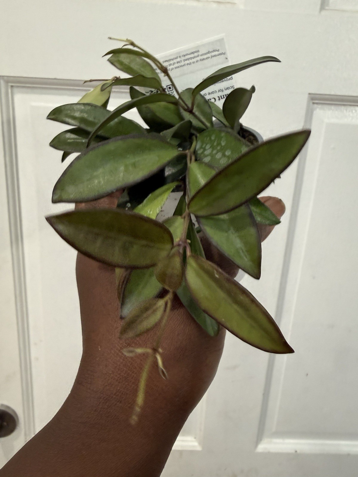 hoya rosita Veragated Well rooted Plant hoya rosita Veragated Well rooted Plant