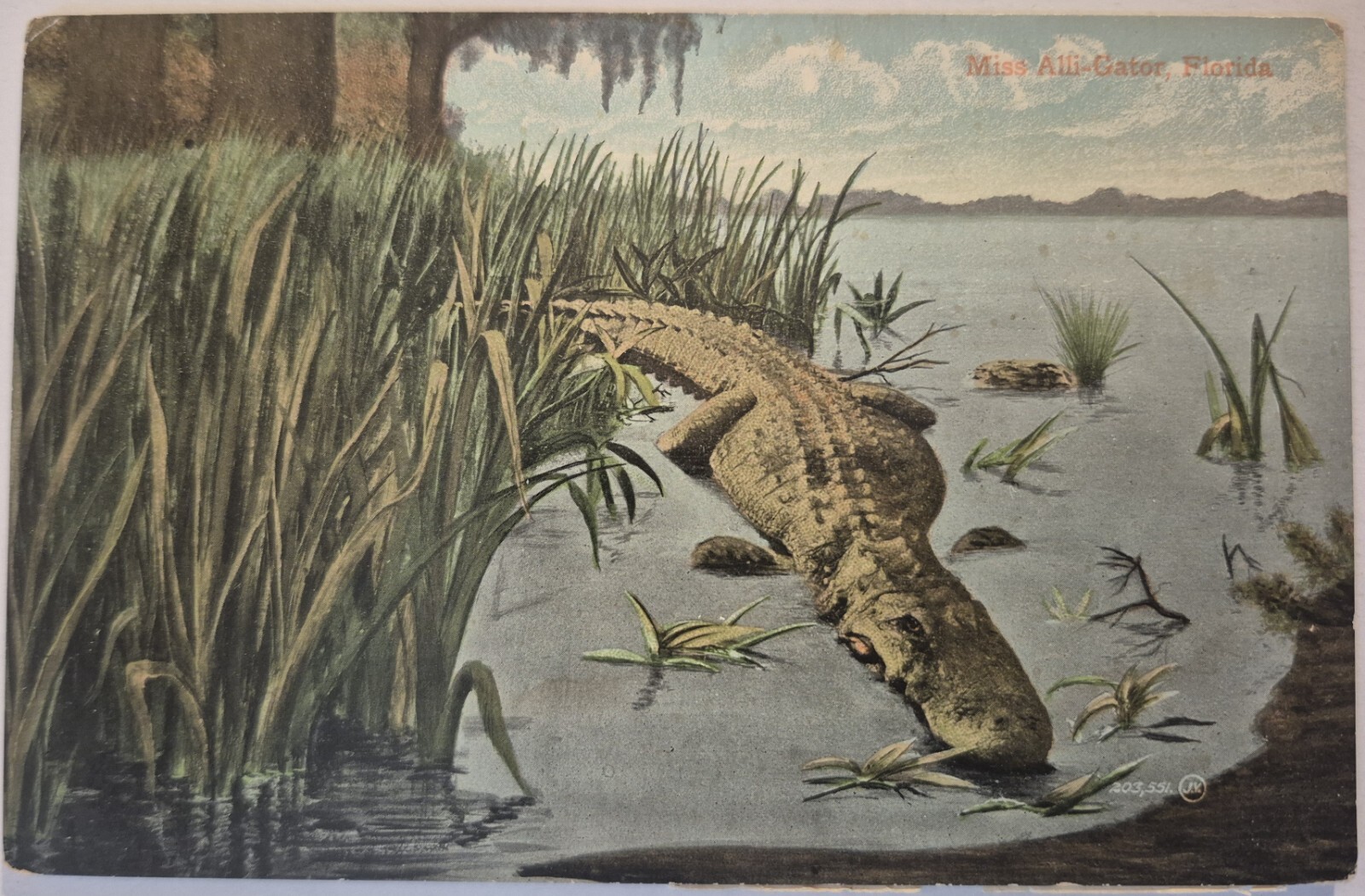 Vintage Postcard Miss Alli-Gator Alligator Florida AA89