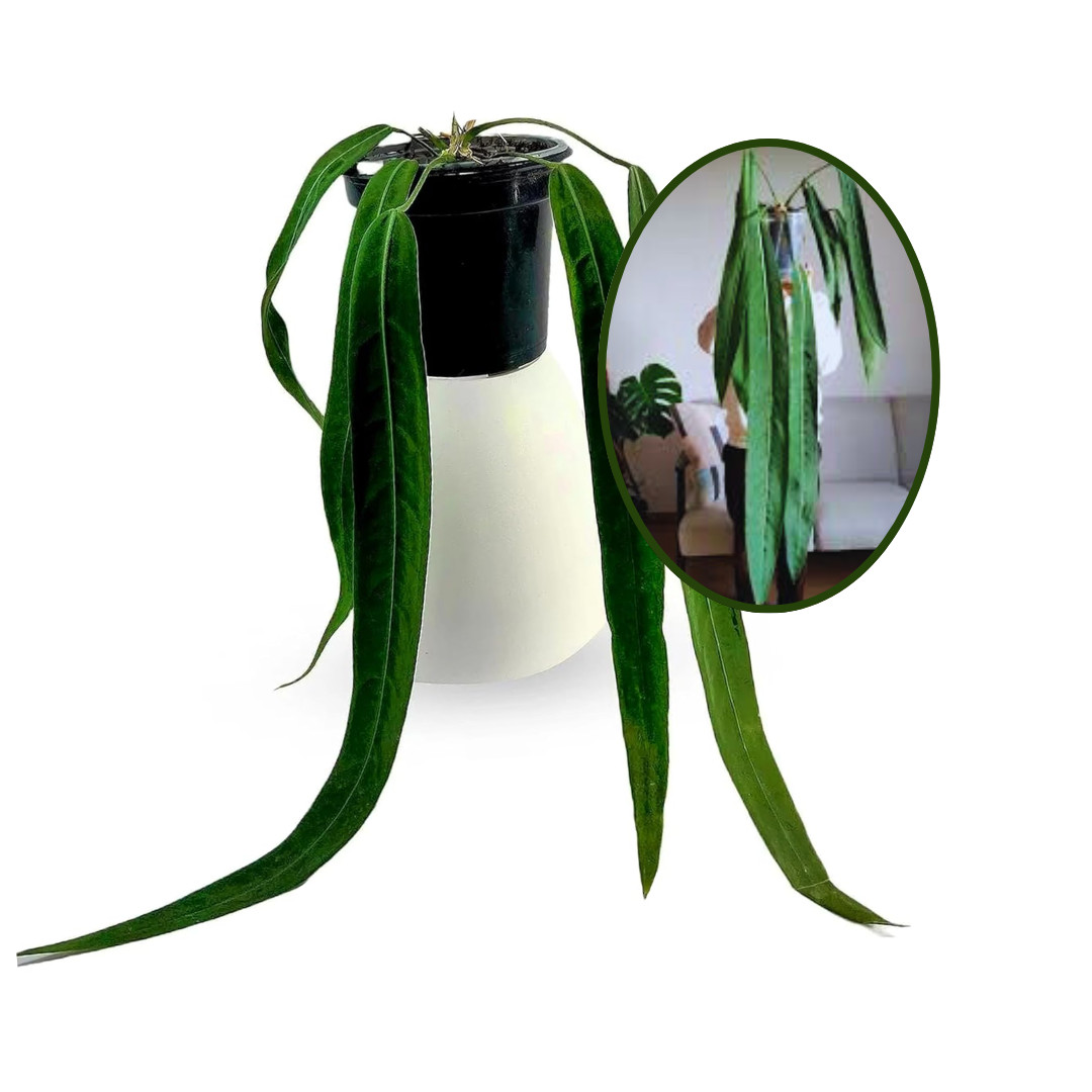 Anthurium Pallidiflorum Live Plant| Green Live House Plants for indoor