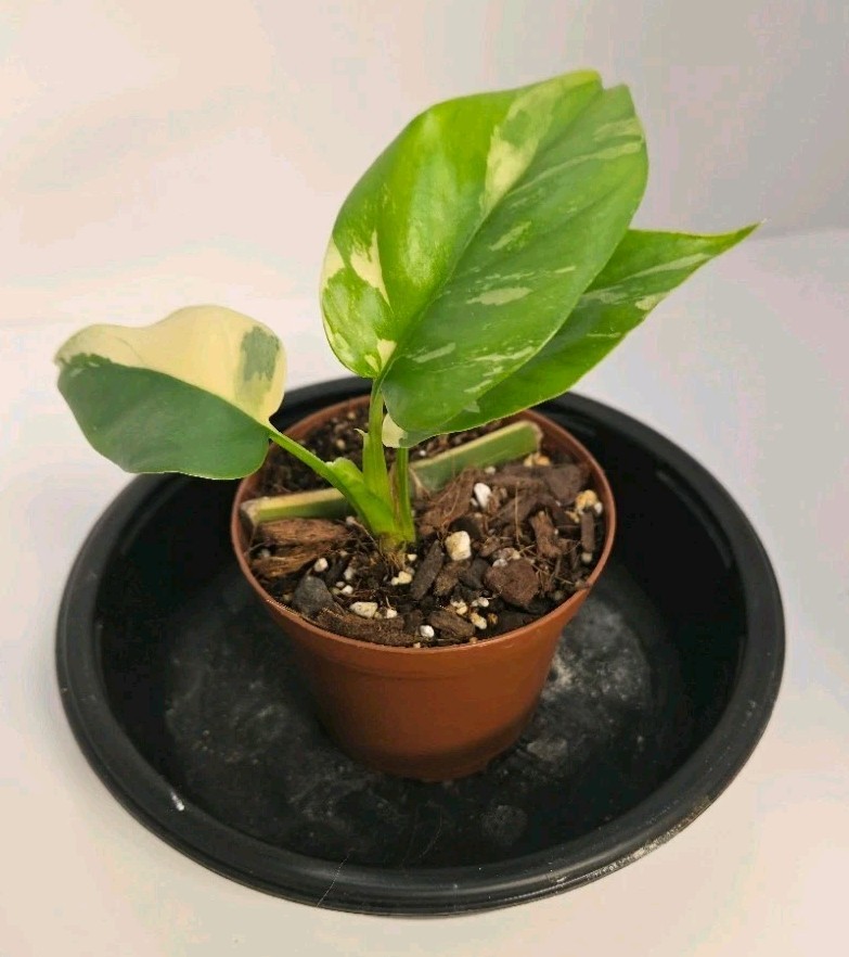Variegated Rhaphidophora Tetrasperma Rooted Exact Plant Albo Mini Monstera Variegated Rhaphidophora Tetrasperma Rooted Exact Plant Albo Mini Monstera