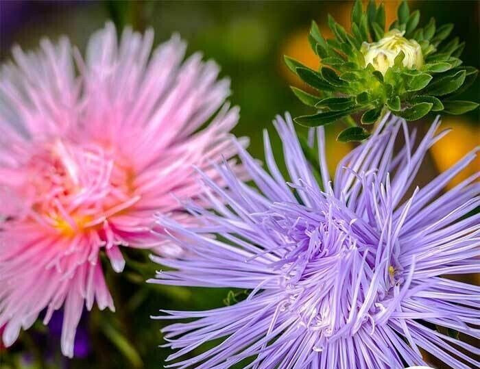 Aster Seeds - Crego Giant Mixture_Heirlooms. 1.gram Aster Seeds - Crego Giant Mixture_Heirlooms. 1.gram