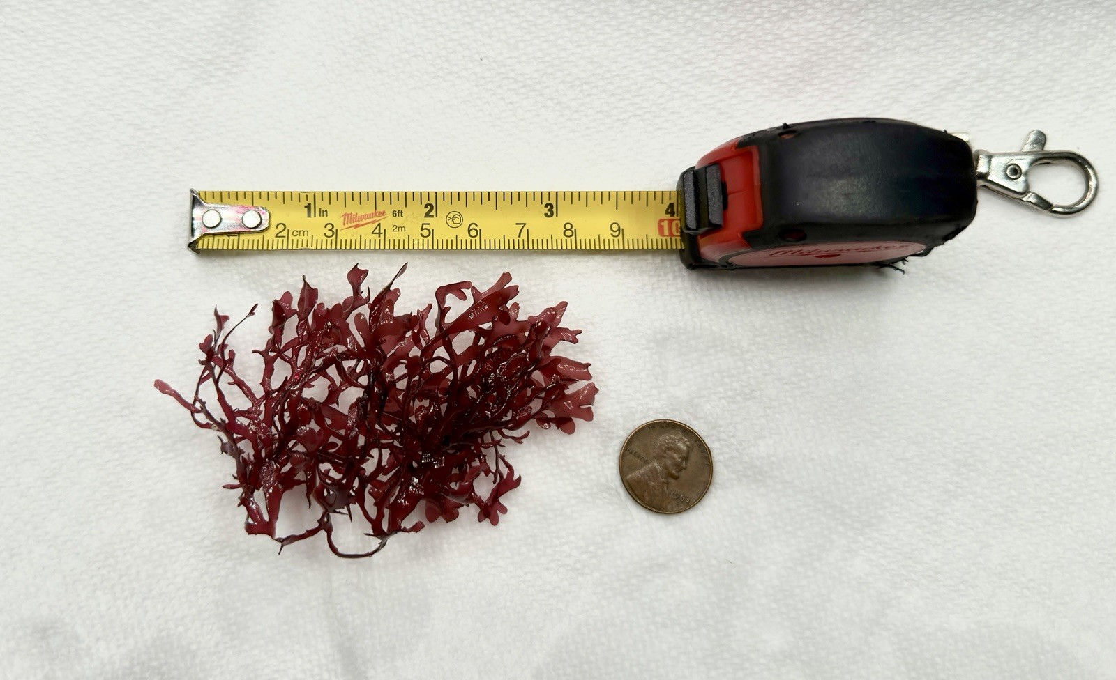 Live Red Pom Pom Gracilaria Macro Algae 3-4” Reef Aquarium 