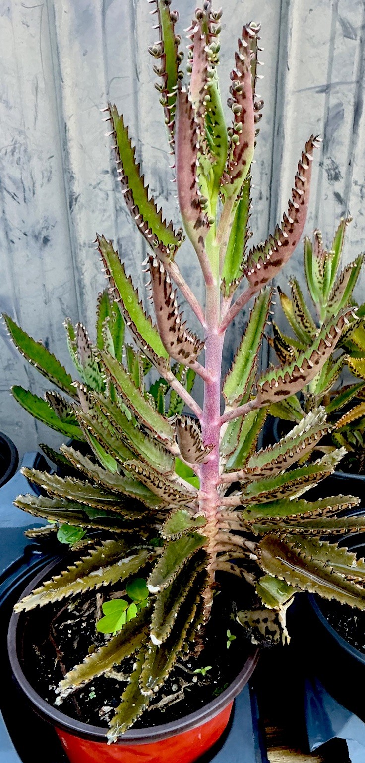MOTHER-OF-A-THOUSAND-PLANT (KALANCHOE) 12-16+ inches SUCCULENT WOW