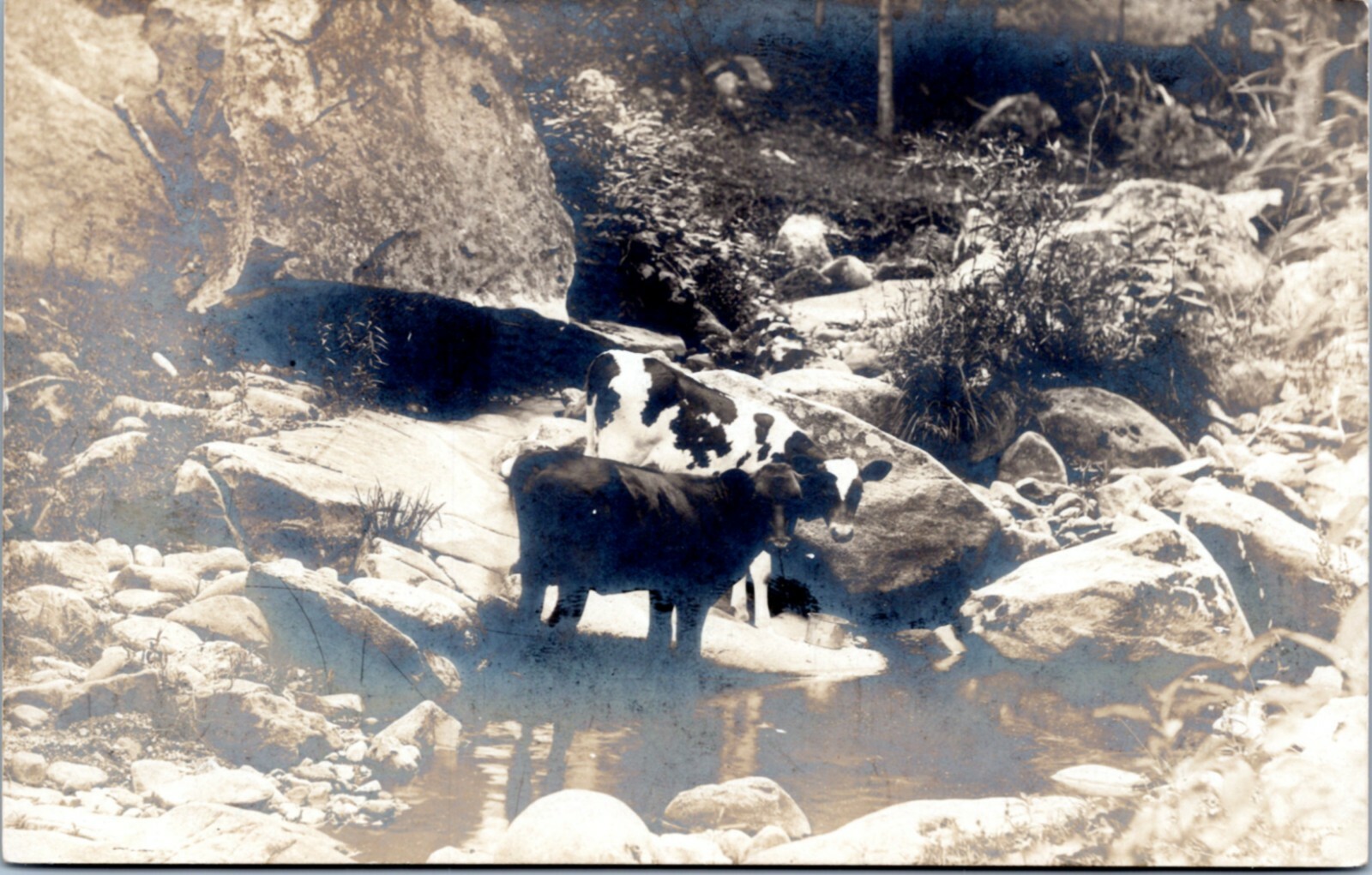 Postcard RPPC Cyko - Cows at river creek Postcard RPPC Cyko - Cows at river creek