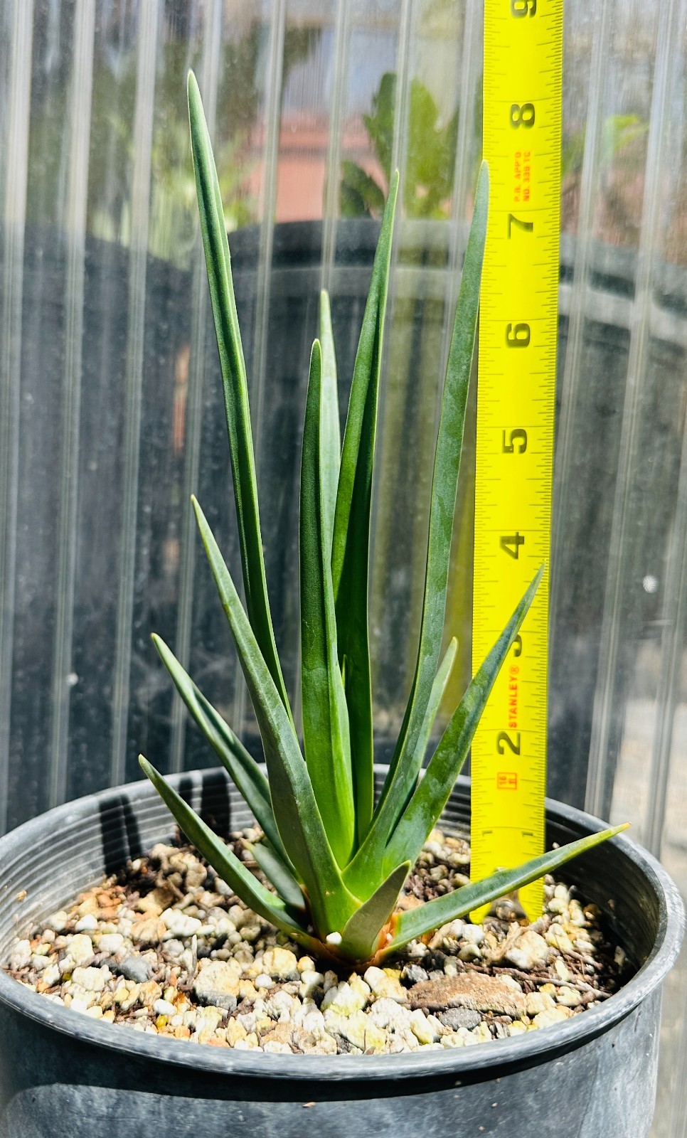 Dracaena cinnabari, 8-Yr-Old Specimen in 2Gal Pot, Rare Species from Socotra